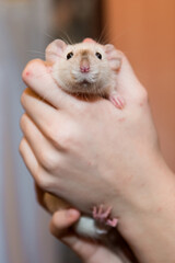A white rat in the hands of a child. Pets living with people in the house.
