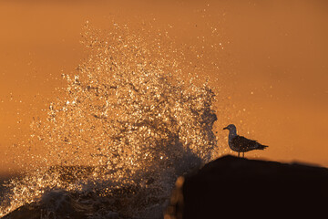 Herring gull in backlight