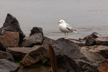 Seagull at the rock, Vestmanna, Faroe Islands.