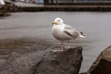 Seagull at the rock, Vestmanna, Faroe Islands.