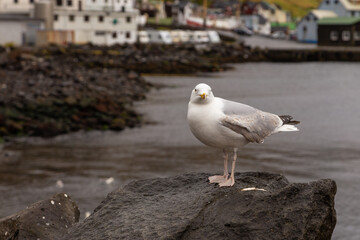 Seagull at the rock, Vestmanna, Faroe Islands.