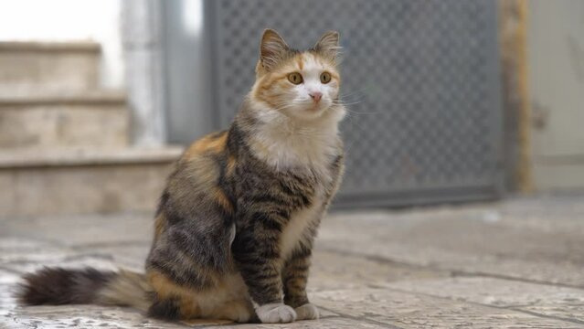 Street cat sitting on the ancient stone floor of the old city. 