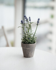 Lavender plant with green leaves in a gray pot on a white table