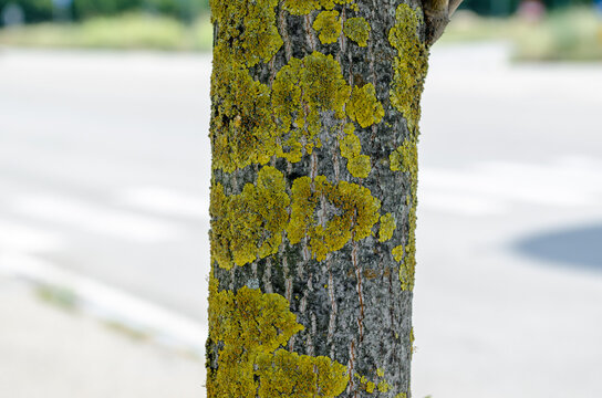 The bark is the skin of the trees: they draw very particular images, full of wrinkles, throats, particular lines that indicate the time and the health of the plants