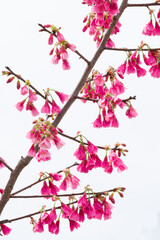 Fototapeta premium カンヒザクラのアップ