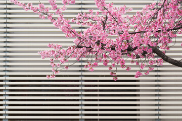 ヒガンザクラとストライプ模様の壁