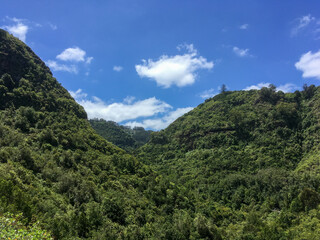 Vegetación subtropical en el sendero de Los Tilos de Moya, en la isla de Gran Canaria, España. Vegetación exhuberante que crece en el lado norte de la isla. Espacio protegido, Reserva Natural Especial