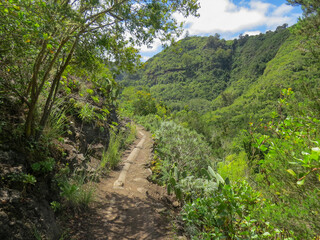 Vegetación subtropical en el sendero de Los Tilos de Moya, en la isla de Gran Canaria, España. Vegetación exhuberante que crece en el lado norte de la isla. Espacio protegido, Reserva Natural Especial