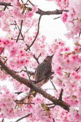 満開の彼岸桜とヒヨドリ