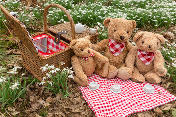 Teddy Bear's picnic in woodland amongst early Spring snowdrops. Three teddy bears having tea on a...