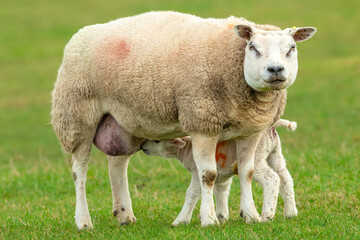 Naklejka na ściany i meble Close up of a fine Texel ewe or female sheep with her newborn lamb suckling milk in a green meadow in early Spring Clean, green background. North Yorkshire. Copy Space. Horizontal.