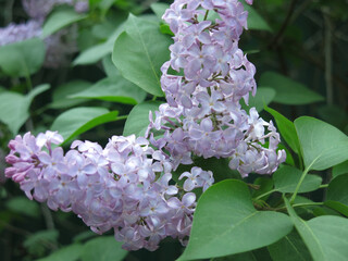 flowers branches of gorgeous blue terry lilac close-up