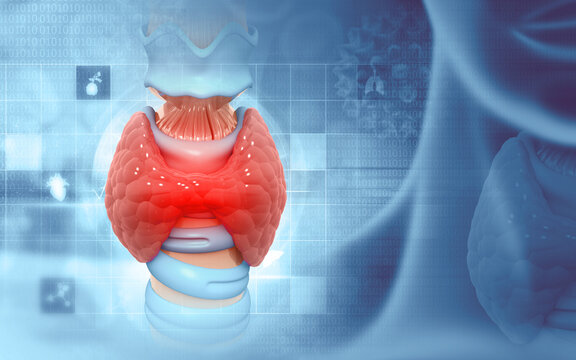 Human Glands Lobes of Thyroid Gland Anatomy