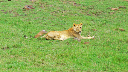The lioness lies and rests on a hill on the green fresh grass in the Masai Mara National Park in the Kenyan savannah