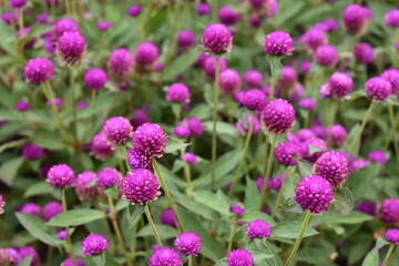 flowers in the garden