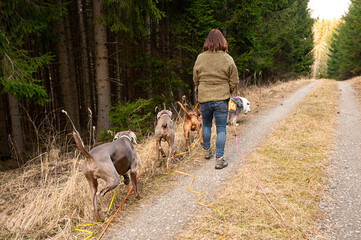 Frau mit vier gehorsamen Hunden bei Spaziergang