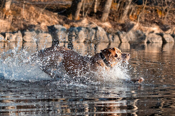 Fototapeta premium Labrador rennt in Wasser