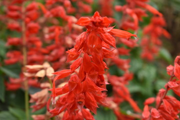 red and yellow flowers