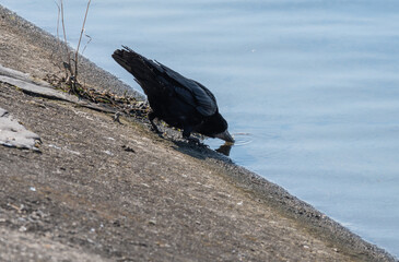 A black bird, a crow, drinks water from the river. Black bird, crow, on the waterfront.