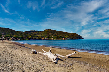 In the foreground a beached log by the sea on the beach of Baratti Piombino Tuscany Italy