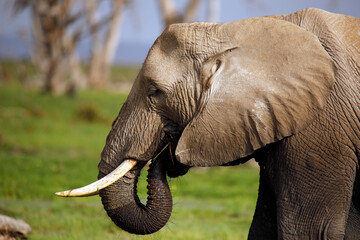 African Elephant (Loxodonta africana) in Profile, Feeding. Amboseli, Kenya