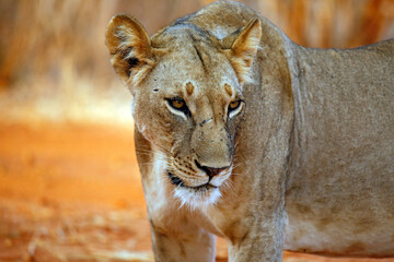 Close-up of a Lioness (Panthera Leo). Tsavo East, Kenya