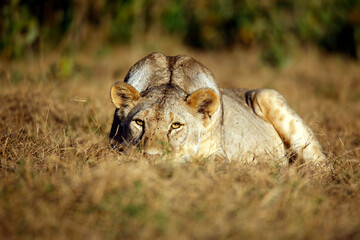 Lioness Lying in the Grass, Sneaking and making Eye-contact. Amboseli, Kenya