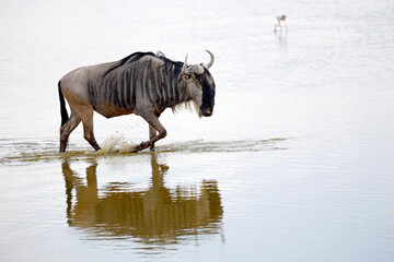 Blue Wildebeest (Connochaetes taurinus) Wading in Water. Amboseli, Kenya