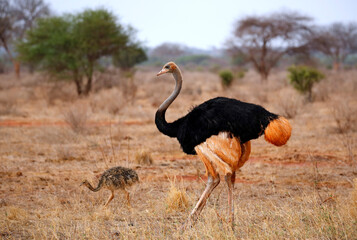 Male Common Ostrich (Struthio camelus), with Little Chick. Ngutuni, Tsavo East, Kenya