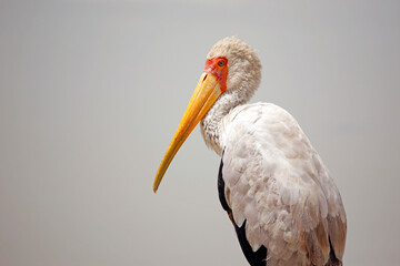 Yellow-billed Stork (Mycteria ibis) in Profile. Amboseli, Kenya