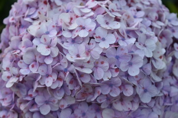 purple hydrangea flower