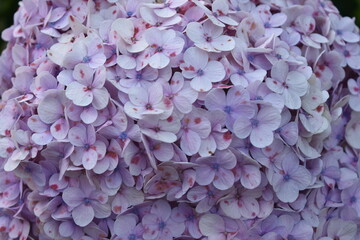 close up of hydrangea