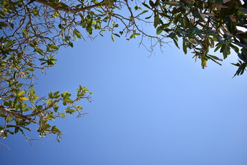 branches against sky