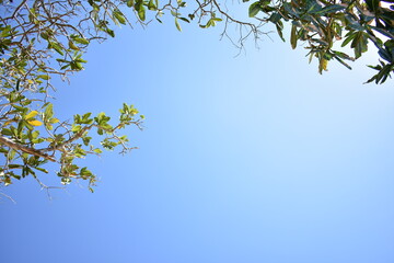 leaves against blue sky