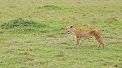 A lone old lioness stands in the middle of a green plain in the Masai Mara National Park in Kenya. Lioness on the hunt.