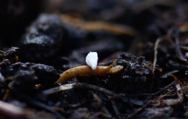 Saatkorn vom Kopfsalat