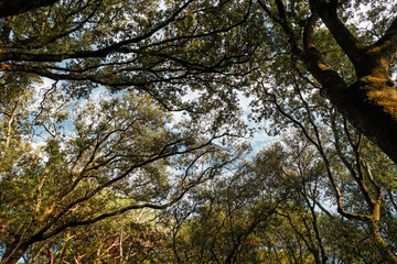 Maritime pine forest in Castagneto Carducci Tuscany Italy