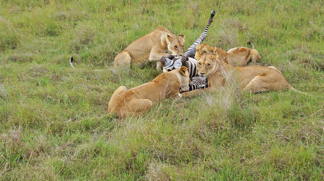 Lionesses hunted zebras. A family of lions eats a hunted zebra. Lionesses have killed a zebra in the Masai Mara National Park and are eating with their kittens. Hunting in the wild.