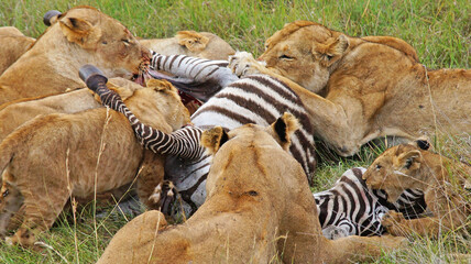 Lionesses hunted zebras. A family of lions eats a hunted zebra. Lionesses have killed a zebra in the Masai Mara National Park and are eating with their kittens. Hunting in the wild.