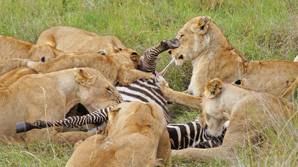 Lionesses hunted zebras. A family of lions eats a hunted zebra. Lionesses have killed a zebra in the Masai Mara National Park and are eating with their kittens. Hunting in the wild. - obrazy, fototapety, plakaty