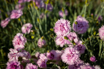Deep cerise pink single Dianthus caryophyllus, carnation clove pink, species of Dianthus, fills a garden with a delicious clove fragrance - Image