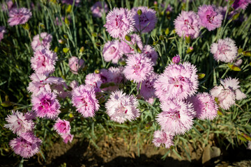 Deep cerise pink single Dianthus caryophyllus, carnation clove pink, species of Dianthus, fills a garden with a delicious clove fragrance - Image