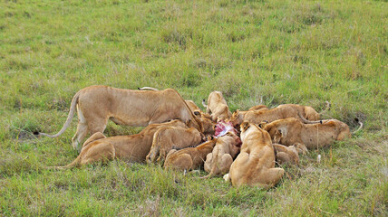 Lionesses hunted zebras. A family of lions eats a hunted zebra. Lionesses have killed a zebra in...