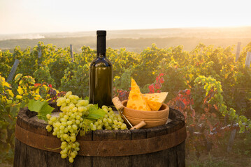 Ripe wine grapes on vines in Tuscany, Italy. Picturesque wine farm, vineyard. Sunset warm light