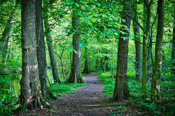 Obraz premium Waldbilder