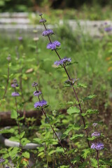 日本の秋の庭に咲く紫色のダンギクの花