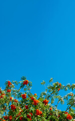A branches of rowan with red berries background blue sky banner. Autumn and natural background. Autumn banner with rowan berries and leaves. Copy space.