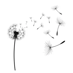 Fotobehang Vector illustration dandelion time. Dandelion seeds blowing in the wind. The wind inflates a dandelion isolated in white background © TestersDesigns