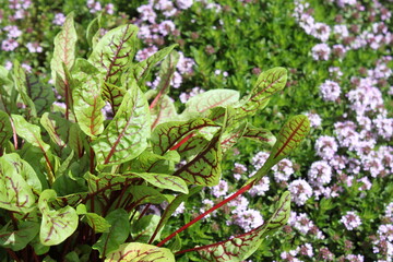Blutampfer vor blühendem Thymian