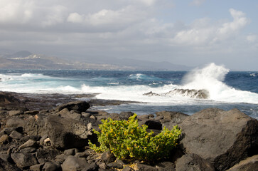 Plant Tetraena fontanesii. El Confital. La Isleta Protected Landscape. Las Palmas de Gran Canaria. Gran Canaria. Canary Islands. Spain.